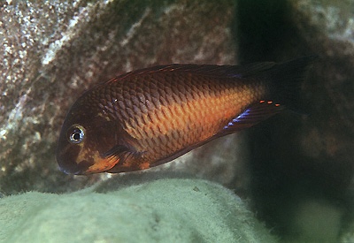 Tropheus sp. 'red' Cape Kachese